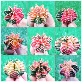 แคคตัส ยิมโนด่าง ขนาด 3-5 CM.ไม้เมล็ด สีสวย ต้นแคคตัส Cactus  LB HB  LB 2718