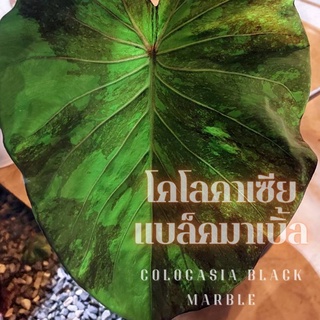 ☘️โคโลคาเซีย แบล็คมาร์เบิล☘️Colocasia Black Marble