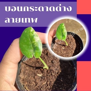 1 ต้น !Alocasia macrorrhizos ต้นบอนกระดาดด่างขาว จากต้นแม่ด่างแท้ จัดส่งพร้อมกระถาง 3 นิ้ว ไม้ด่างแท้รับประกันด่างลายเทพ