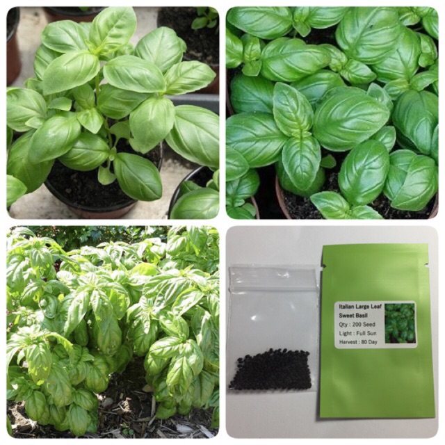โหระพาอิตาเลี่ยน Italian Large Leaf Sweet Basil Shopee Thailand