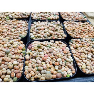 Lithops ขนาด 0.5 - 1 cm. ต้นละ 9฿