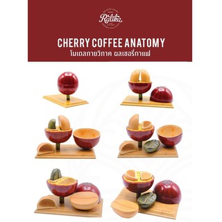 Ratika | โมเดลกายวิภาค ผลเชอรี่กาแฟ CHERRY COFFEE ANATOMY