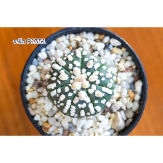 แคคตัส แอสโตรไฟตัม ซุปเปอร์ ลุ้นวี (Astrophytum asterias superkabuto V type)