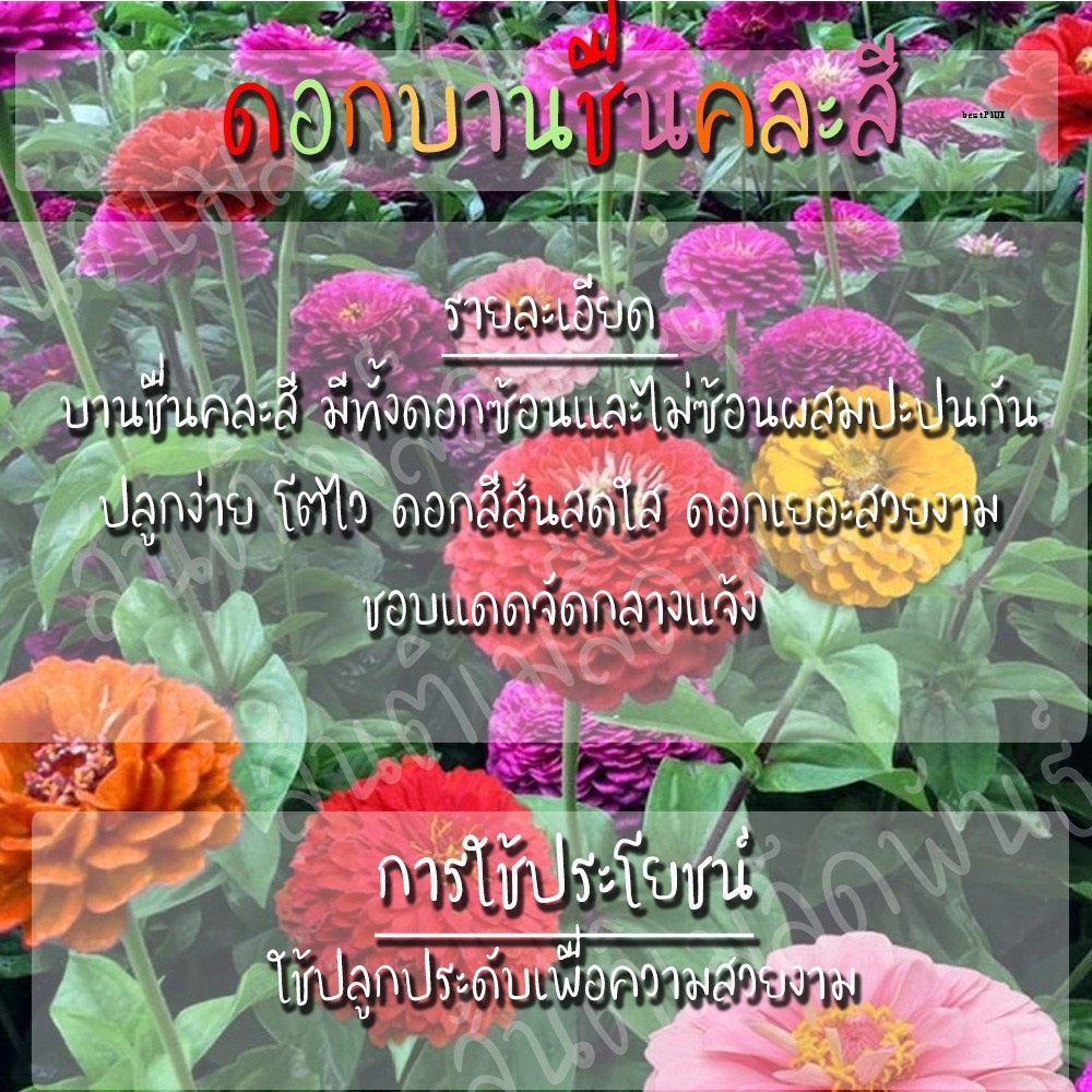 My Image 44