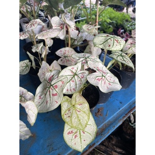 บอนสีสตอเบอร์รี สตาร์ Caladium Strawberry star