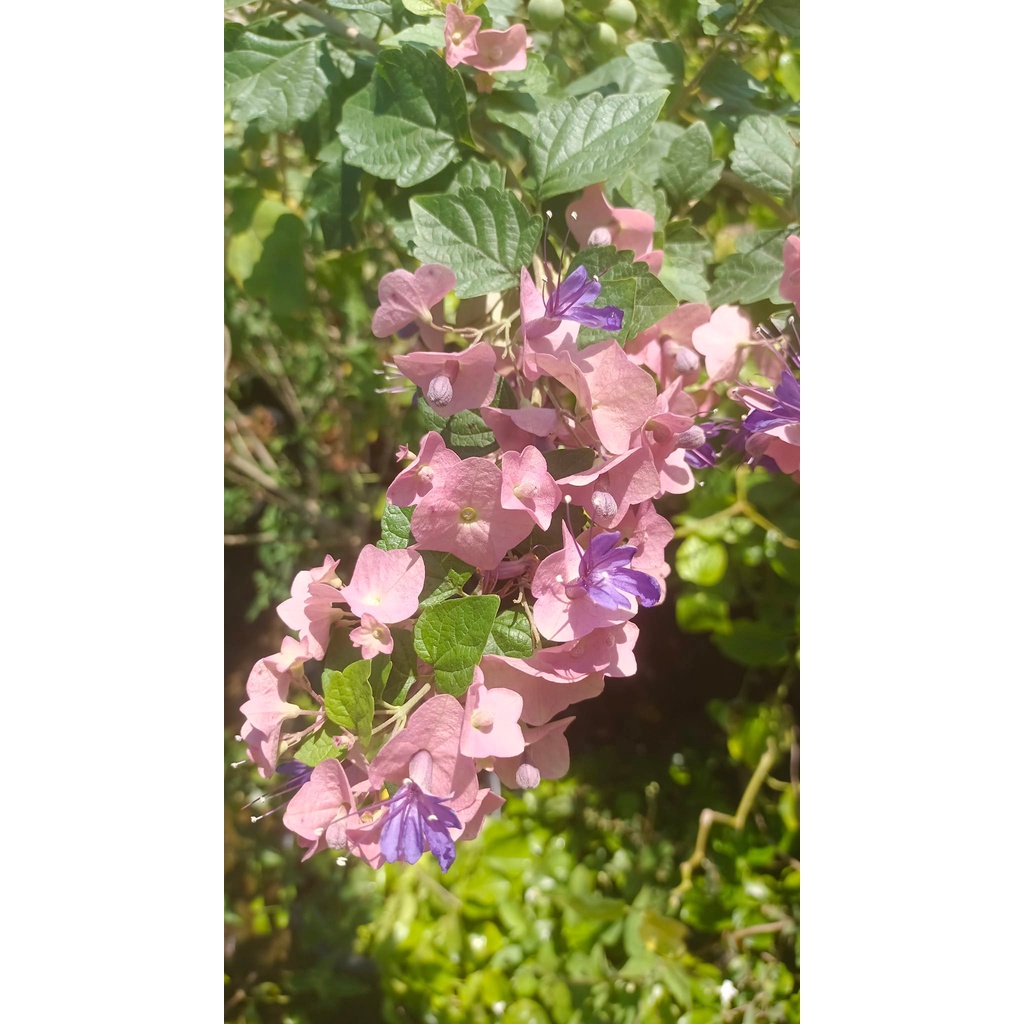 ต้นเรดาร์สีม่วง หรือหมวกจีนสีม่วง (กทม)