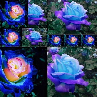 25 เมล็ด เมล็ดกุหลาบ สีน้ำเงิน ดอกใหญ่ กุหลาบ  Rose seeds