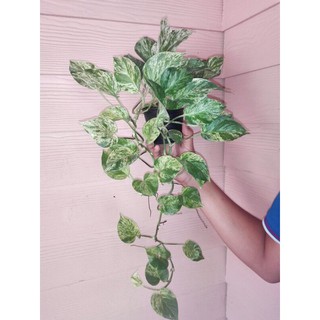 พลูราชินีหินอ่อน พลูราชินี ต้นไม้ฟอกอากาศ marble queen