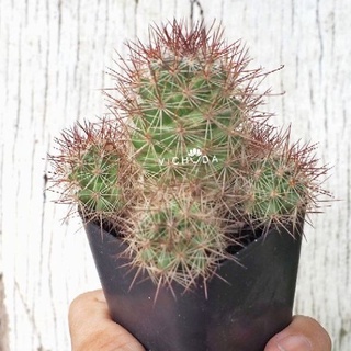 PLANTS l CACTUS l M. Mazatlanensis l ต้นไม้ l ต้นกระบองเพชร l แมมหนามสับปะรด