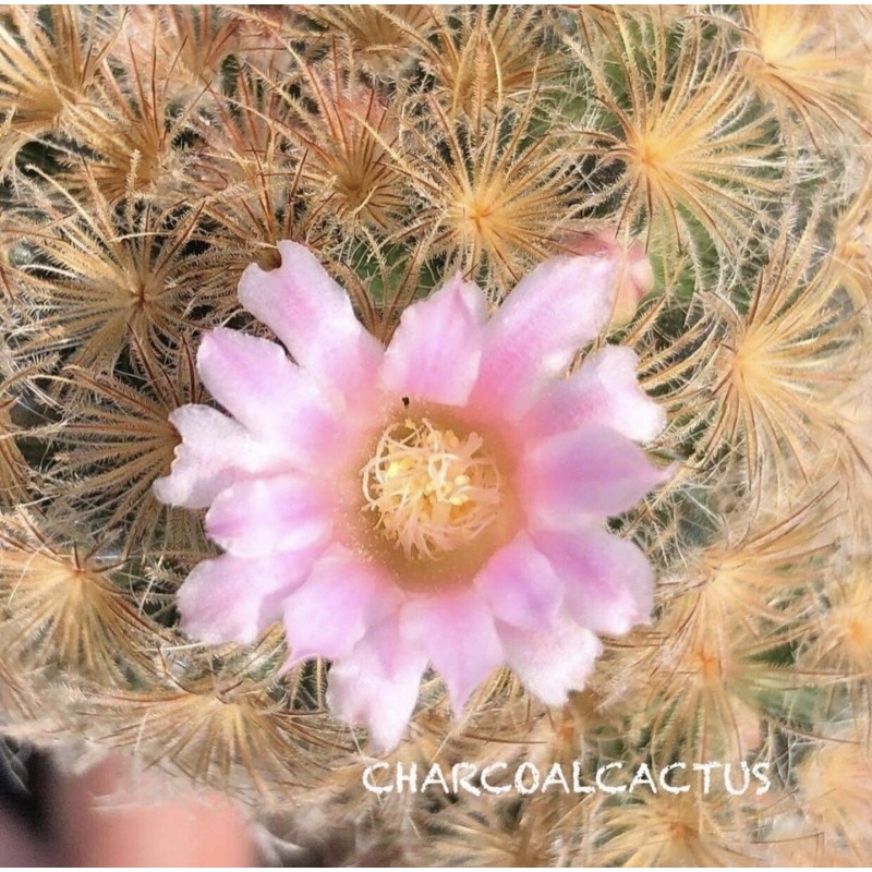 สีดอกภาพแรกน้า🌸🌸🌸ขน🥰♥️Mammillaria plumosa JP x Mammillaria carmenae แมมขนนกขาวญี่ปุ่นดอกสีชมพูผสมแมม