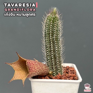 เก๋งจีน หนามลูกศร Tavaresia grandiflora แคคตัส กระบองเพชร cactus&amp;succulent