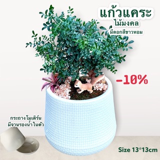 แก้วแคระ (ต้นไม้จริง) ไม้มงคล เสริมโชคลาภ เสริมบารมี พุ่มใหญ่ใบละเอียด จัดสวนถาดให้สวยงามขนาด 6.5 x6.5 นิ้ว