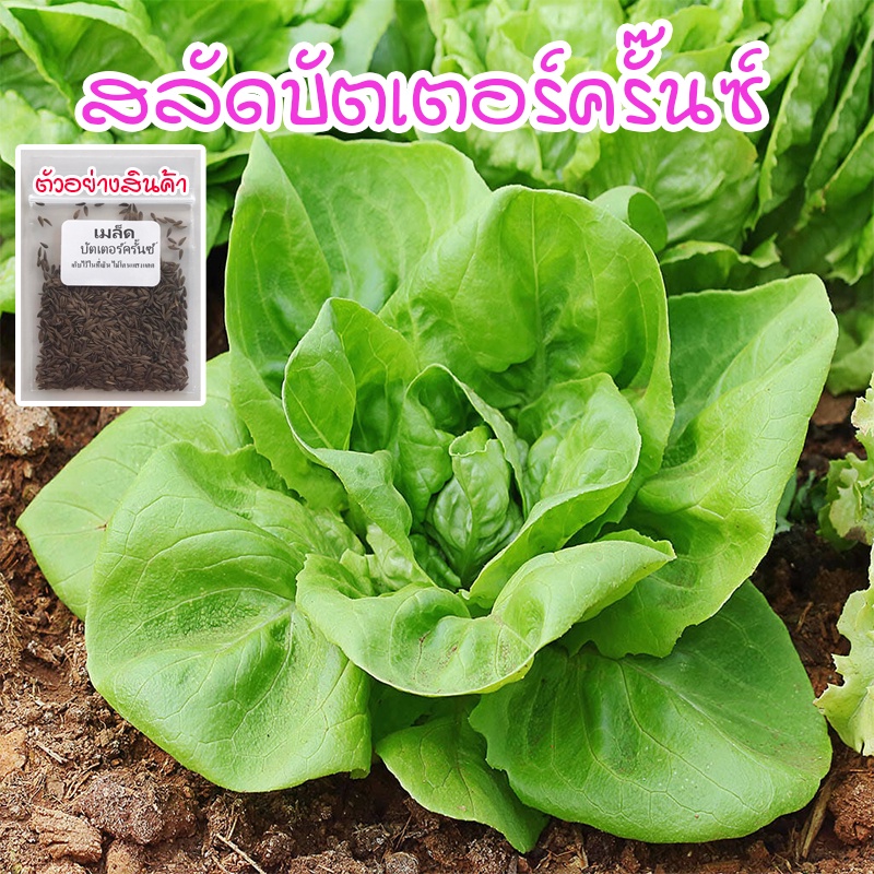 เมล็ดพันธุ์ สลัดบัตเตอร์ครั๊นซ์ Buttercrunch บรรจุ 100-300 เมล็ด [ซื้อ 10 แถม 1 คละได้]