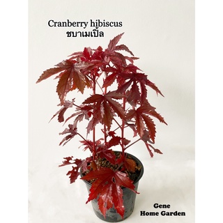 ชบาเมเปิ้ล Cranberry hibiscus ขนาดกระถาง 4 นิ้ว #สมุนไพรฝรั่ง #GeneHomeGarden
