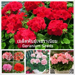 （คุณภาพสูง เมล็ด）เมล็ดพันธุ์ เจอราเนียม Geranium Seeds เมล็ดบอนสี เมล็ดดอกไม้ (แต่ละแพ็คมี 100 เมล็ด - Seeds for plantin