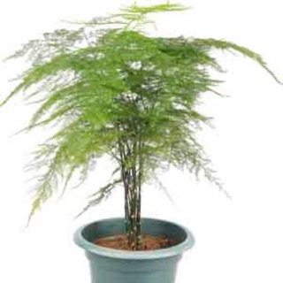 Asparagus Fern, Plumosa Fern