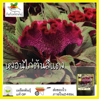 เมล็ดพันธุ์ หงอนไก่ต้น สีแดง 200 เมล็ด Crested Cockscomb seed เมล็ดพันธุ์แท้ นำเข้าจากต่างประเทศ ปลูกง่าย โตไว