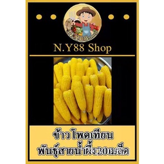 เมล็ดพันธุ์ข้าวโพดเทียน สายน้ำผึ่ง 50 เมล็ด หอมหวานมัน สายพันธุ์โบราณ ปลูกง่าย ปลูกได้ทุกฤดูผักกาดหอม /มะละกอ/seeds/บุรุ