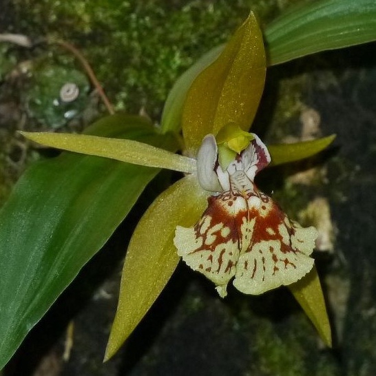 กล้วยไม้ เอื้องเทียนใบบาง coelogyne schilleriana