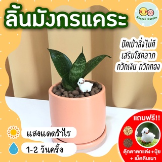 ลิ้นมังกรแคระ กระถางเซรามิค 3 นิ้ว [แถมฟรี! เม็ดดินเผา + ปุ๋ย + ตุ๊กตาตกแต่ง] หอกพระอินทร์ สยามซิลเวอร์ ต้นไม้ฟอกอากาศ