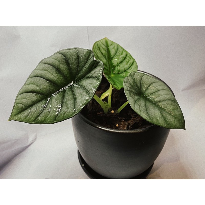 อโลคาเซียหนังช้าง ALOCASIA NEBULA