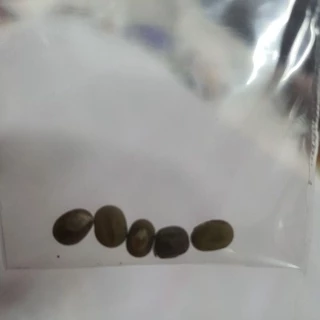 กระเจี้ยบแดง🎈ฝักแดง🎯ถูกที่สุด10บ.🎯5 เมล็ด🌱กระเจี้ยบมอญอเมริกัน🌱งอกง่าย ☘️โตไว☘️ ผลดก🌱สีสวย🎈ทานอร่อย