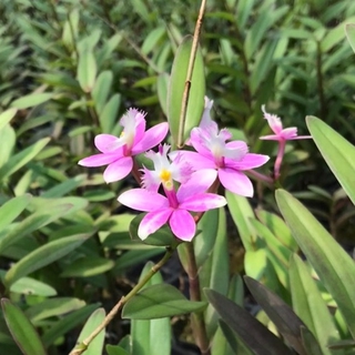 กล้วยไม้ อิปิเดนดรัม Epidendrum Hybrid แบ่งต้นเดี่ยวและเป็นชุด ออกดอกทั้งปี ดอกสวยสดใส ประดับตกแต่งบ้าน