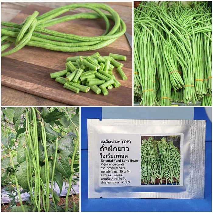 เมล็ดพันธุ์ ถั่วฝักยาว โอเรียนทอล (Oriental Yard Long Bean Seed) บรรจุ 20 เมล็ด คุณภาพดี ของแท้ 100%
