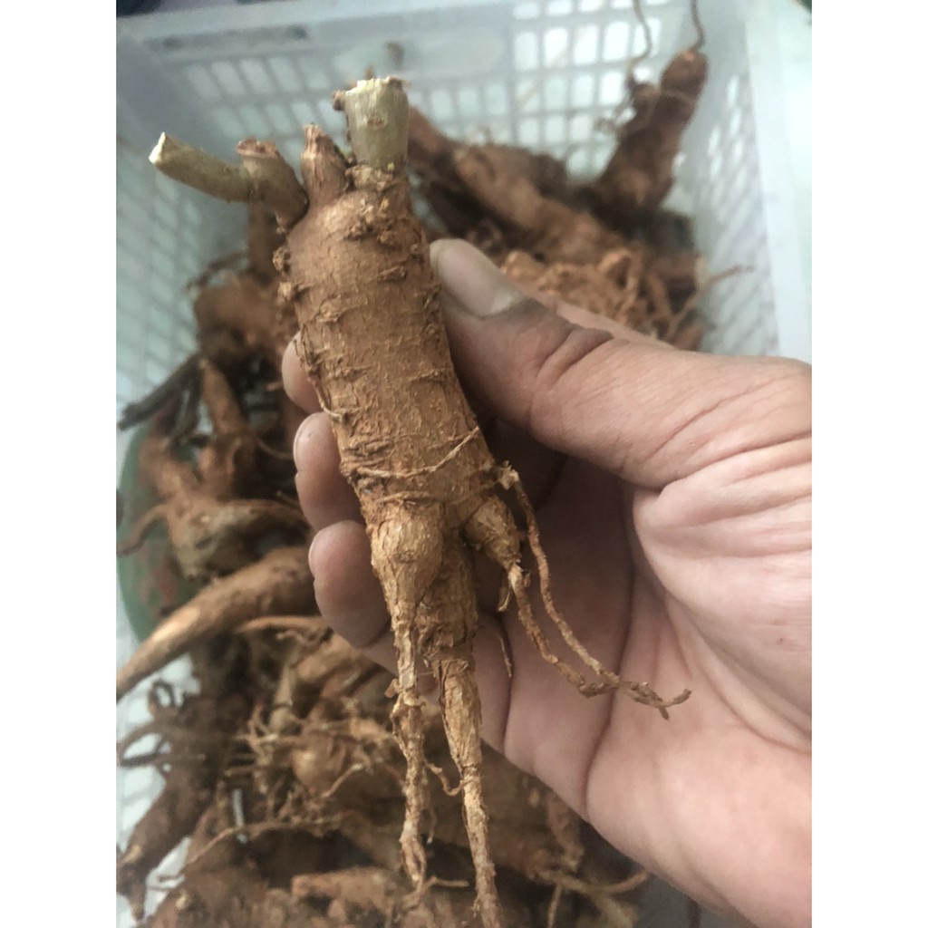 เหง้าโสมไทย500กรัม(โสมคน:ภาคกลาง)(ว่านผักปัง:เชียงใหม่)(โทวหนิ่งเซียม:จีน)(ถู่เหยินเซิน:จีนกลาง) ราคา ถูกที่สุด ดีลบีเคเค แกลเลอรีภาพที่ 3