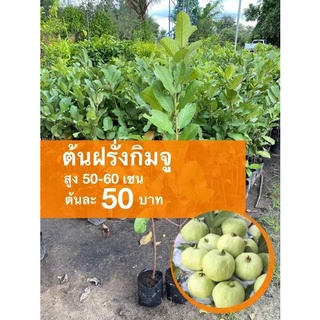 ต้นฝรั่งกิมจู (ชุด 2 ต้น) ต้นละ 30 บาท