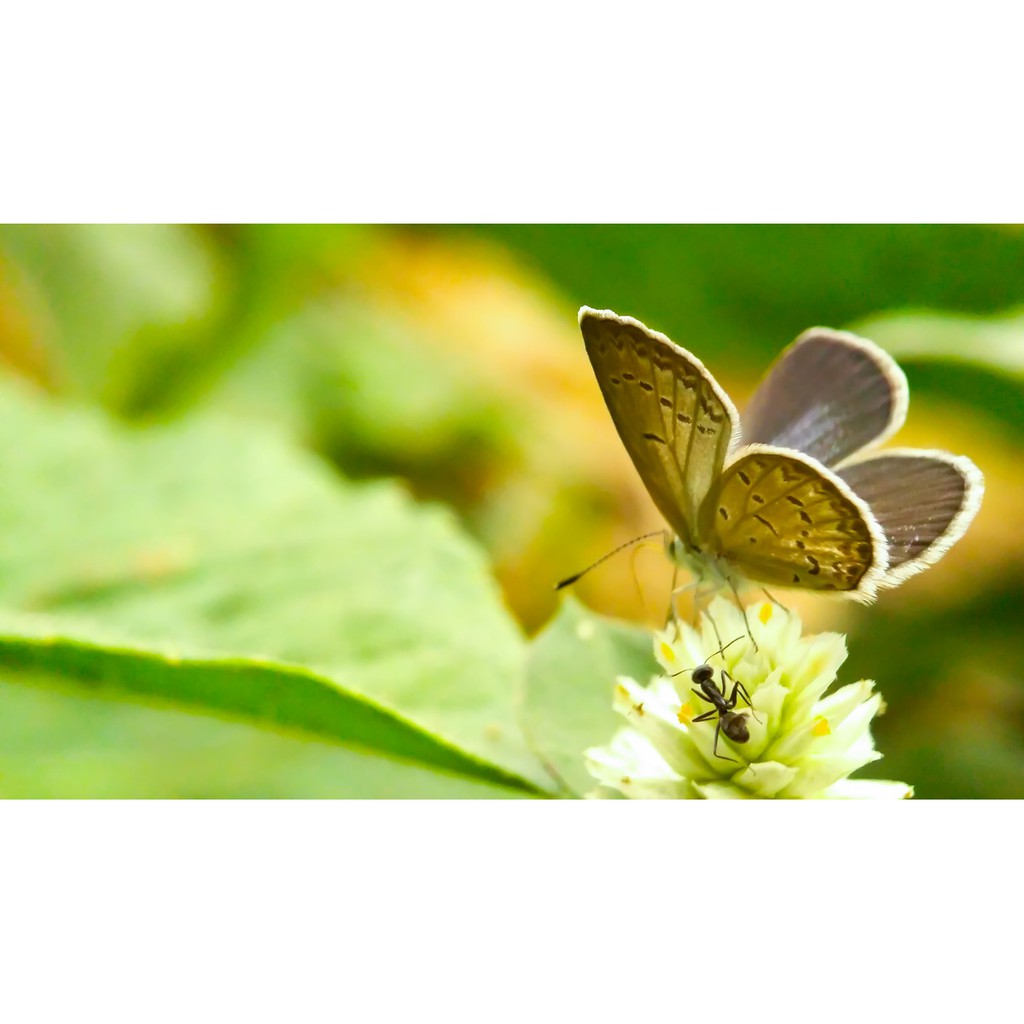 macro-prosumer-lensbong-35mm-nikon-hp-camera-lens-q4xu-fq0rn1hq3