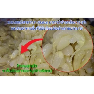 ข้าวฮางกล้องงอก หอมมะลิ105 แพ็คสุญญากาศ ขนาด 1 กก.