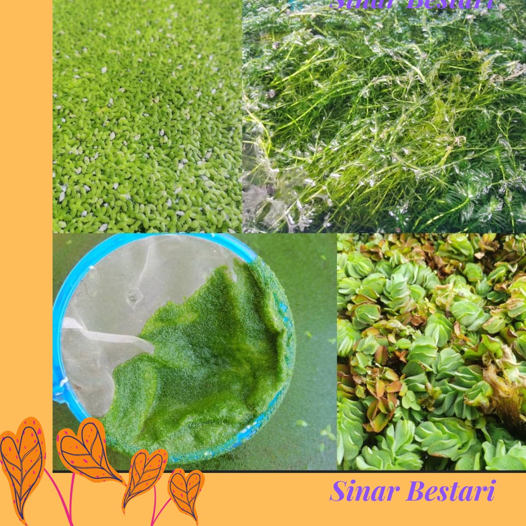 Duckweed Hydrilla น้ําพืชลอย Aqua Kiambang Salvinia ลอย Moss Pokok พิพิธภัณฑ์สัตว์น้ํา กลีบดอกไม้ หิ