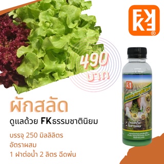 🌱เมล็ดผักสลัด ปลูก ผักสลัด งอกไว โตไว สวยสมบูรณ์ ใช้ FKธรรมชาตินิยม และสินค้าจาก FK โปรดอ่านตัวเลือก และวิธีใช้