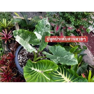 บอนกระดาด🔥 Hot🔥บอนกระดาษ ต้นบอนกระดาดด่าง Alocasia macrorrhizos (L.) G.Don