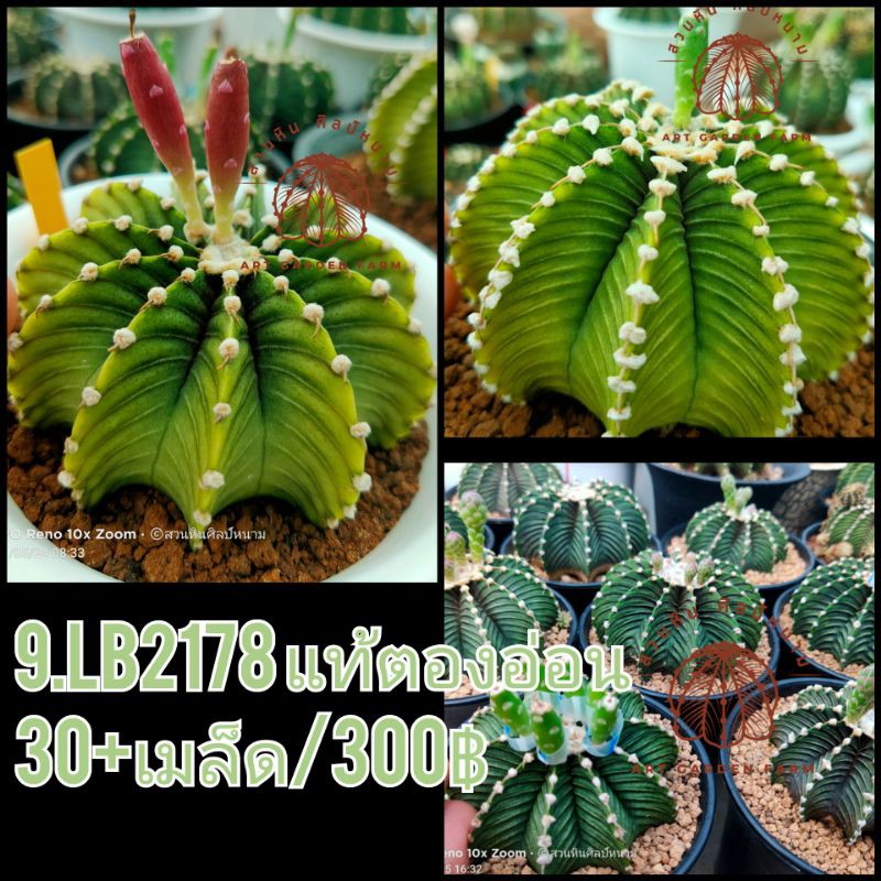 เมล็ดLB2178 (9.LB2178 แท้ตองอ่อน)