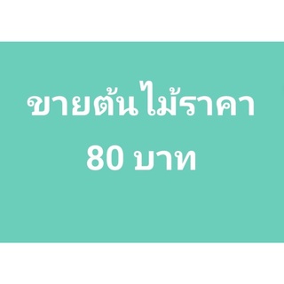 ขายต้นไม้ในไลฟ์80บาท