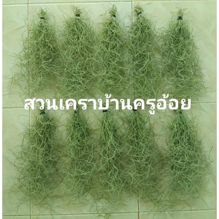 (พร้อมส่งค่ะ) เคราฤษีพร้อมส่ง 10 พวง พวงละ 10 บาท ต้นเคราฤาษี มอสสเปน Spanish moss จากสวนเคราบ้านครูอ้อย