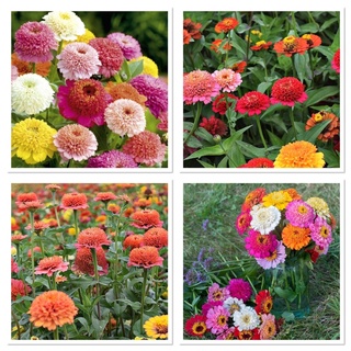 เมล็ดพันธุ์ ดอกบานชื่นเฟเบิร์กคละสี (Mixed Faberge  Zinnia Seed) บรรจุ 30 เมล็ด