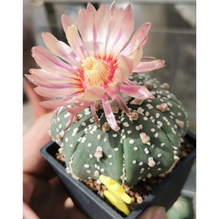 แอสโตร​ไ​ฟตั้​ม​ วี  ผิว สวย #แคสตัส castus​ astrophytum แอสโตร แอสโตร​ไ​ฟตั้​ม แอสโตรไฟตัม กระบองเพชร แอสโตรวี super​