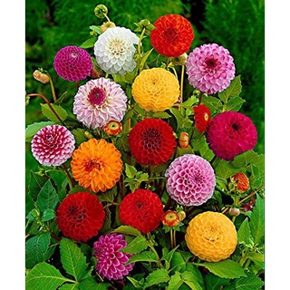 เมล็ดพันธุ์ dahlia pinnata pompon 30 เมล็ด เมล็ดพันธุ์นำเข้าจาก อังกฤษ