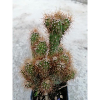 หยกนำโชค Euphorbia​ Lactea​ Cristata หยกหนามสีทอง แคคต้สไม้มงคล