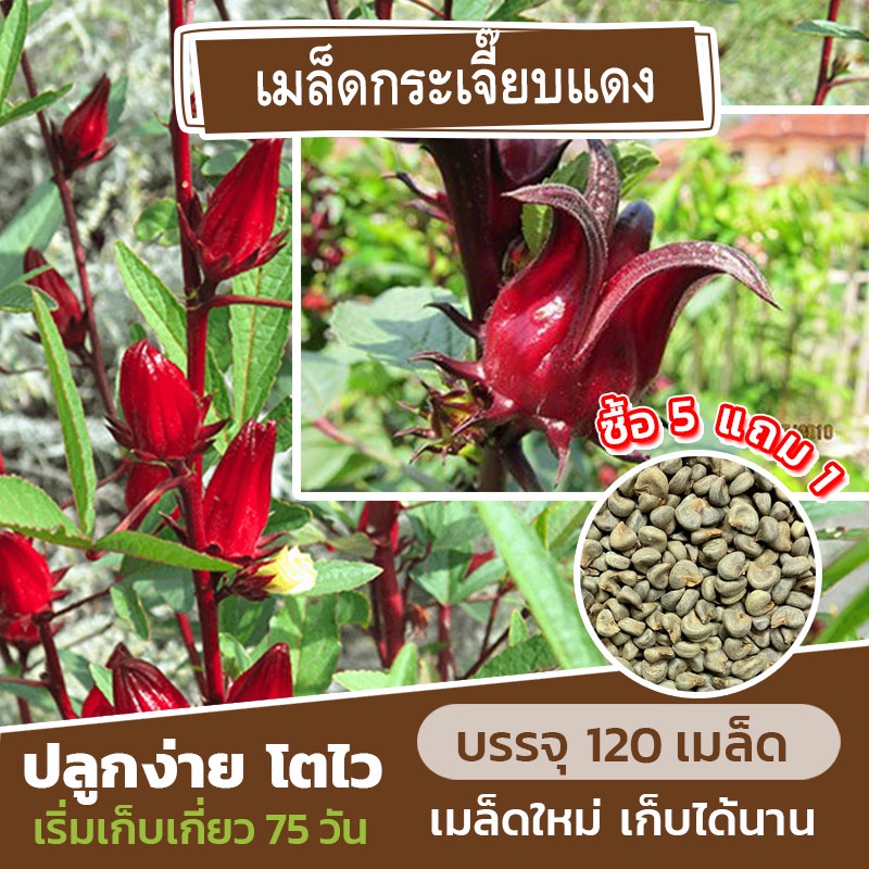 เมล็ดพันธุ์ กระเจี๊ยบแดง 200 เมล็ด