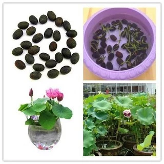 เมล็ดบัว เมล็ดบัวจิ๋ว ของแท้ 100% ดอกดกทั้งปี เมล็ดพันธ์ุบัวพันธุ์แคระ พันธุ์เล็ก ดอกบัว ปลูกบัว เม็ดบัว สวนบัว