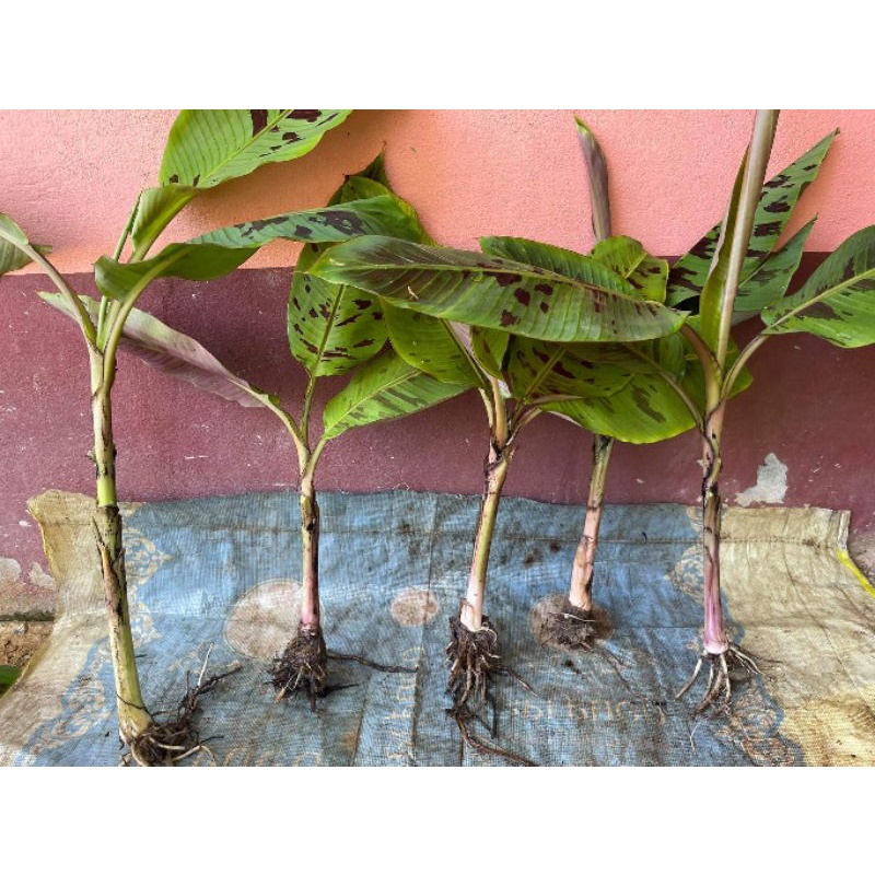 กล้วยป่าด่างสีเลือด เสือพราน❗ต้นสูง ต้นแข็งแรง ❗ ส่งทั้งใบความสูงอยู่ที่340-100cm.คละขนาด❗