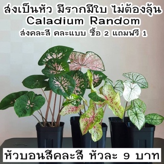 บอนสี พืชมงคล คละสายพันธุ์ คละสี หัวละ 9 บาท ซื้อ 2 แถมฟรี 1