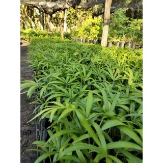 ต้นหวายหนามขาวภูพาน/ชุด 10 ถุง160 บาท