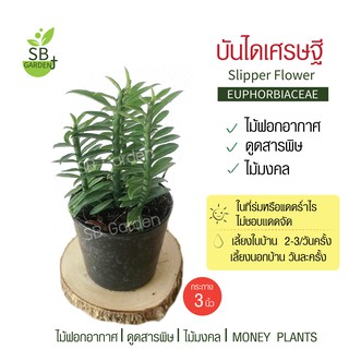 บันไดเศรษฐี ไม้มงคล กระถาง 3 นิ้ว 35 บาท