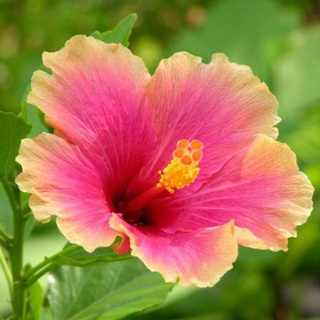 ต้นชบาฮาวายพันธ์ดอกใหญ่ Hibiscus hybrid. ต้นใหญ่ ขนาด 60-80 ซม. พร้อมออกดอกตลอดทั้งปี จัดส่งพร้อมกระถาง 10 นิ้ว