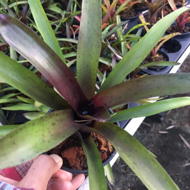 ต้นสับประรดสี Neo Tar Baby ไม้มินิ เต็มฟอร์มแล้ว #bromeliad# ต้นไม้สวยงาม# ไม้ประดับ# สวนแนวตั้ง# พืชทนแล้ง